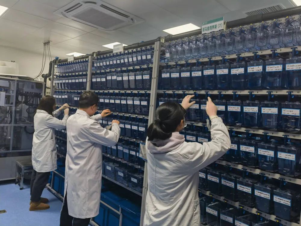 斑馬魚3.jpg 斑馬魚3.jpg